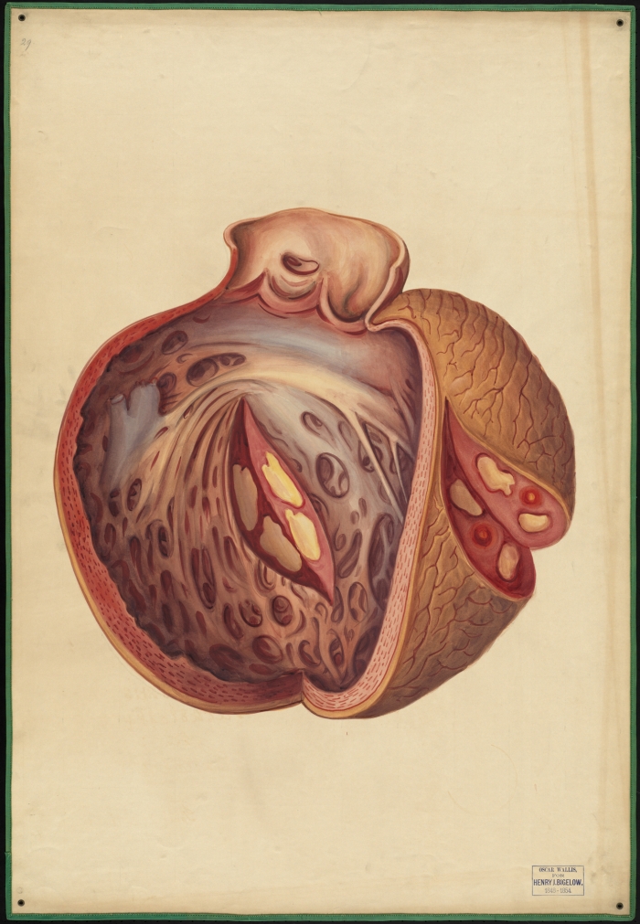 A watercolor of a heart