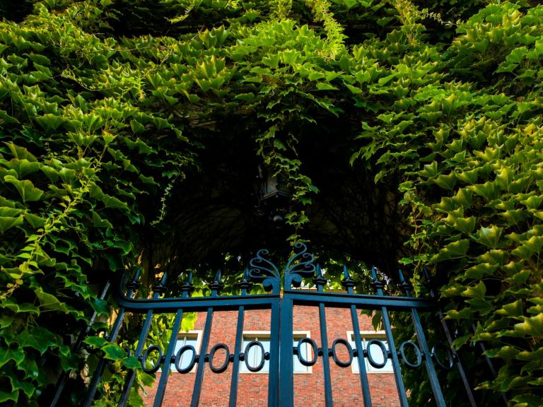 Ivy growing over a gate.