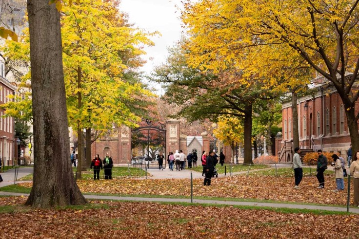 Yellow trees in autumn near Harvard Yard