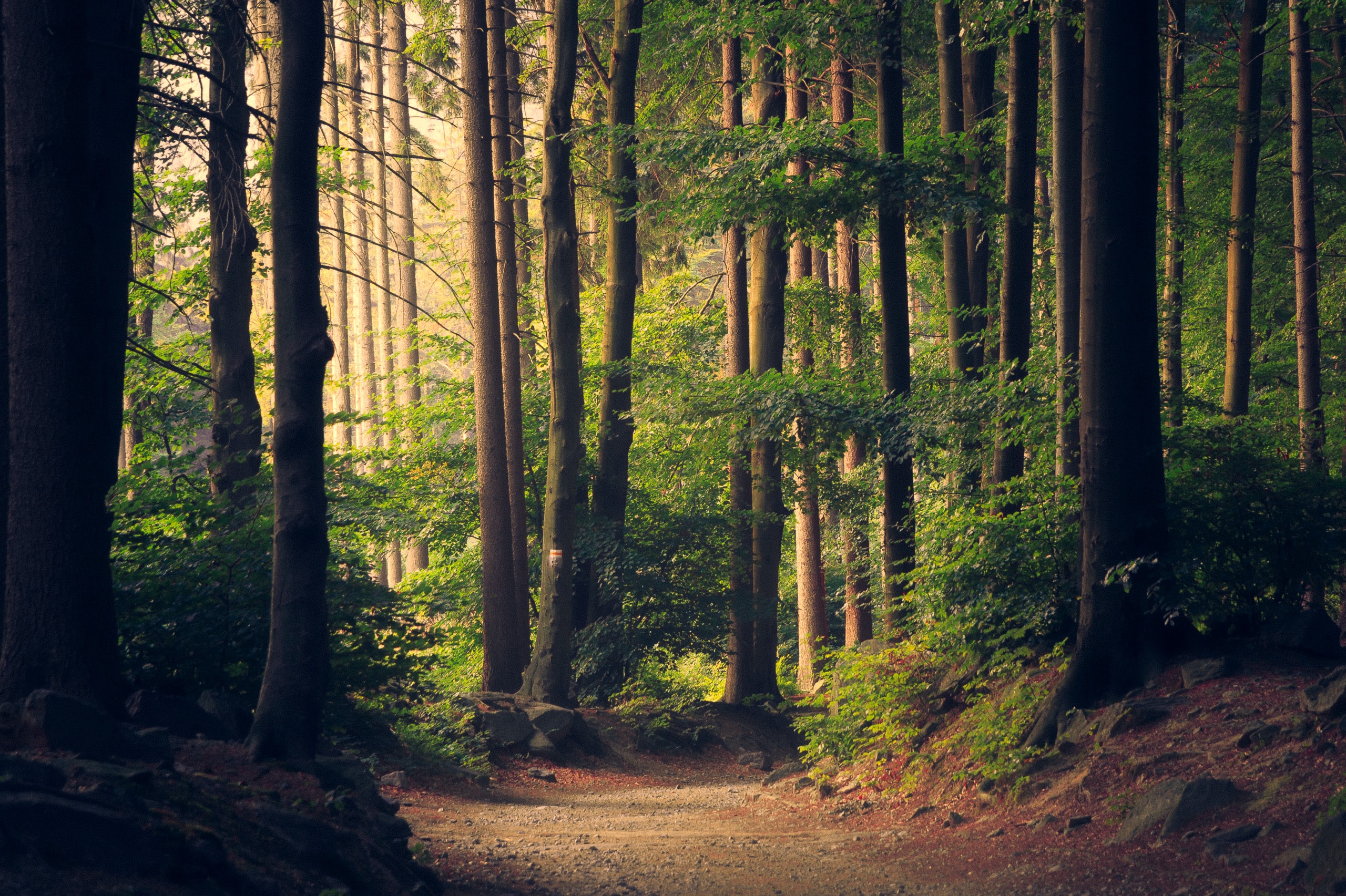 A green forest