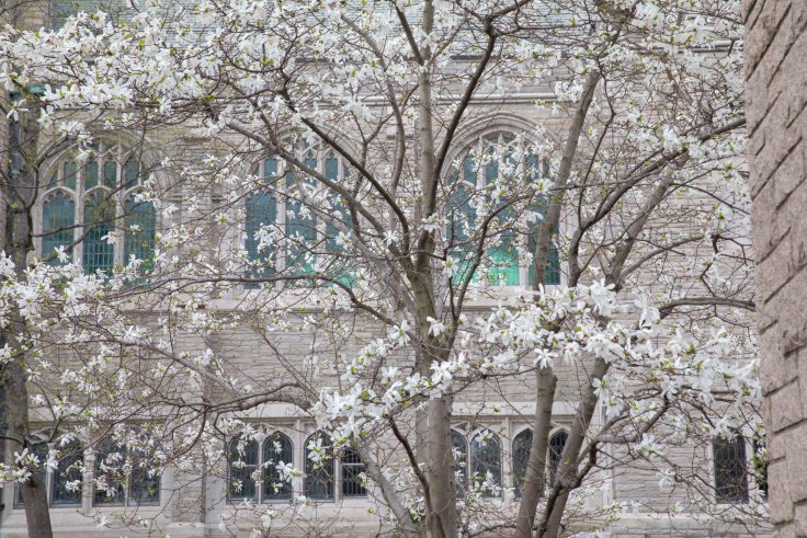 Flowering trees bloom outside Andover Hall