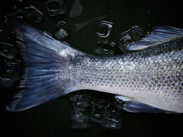 A fish tail on ice