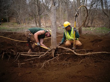 Two men clearing away the dirt from tree roots