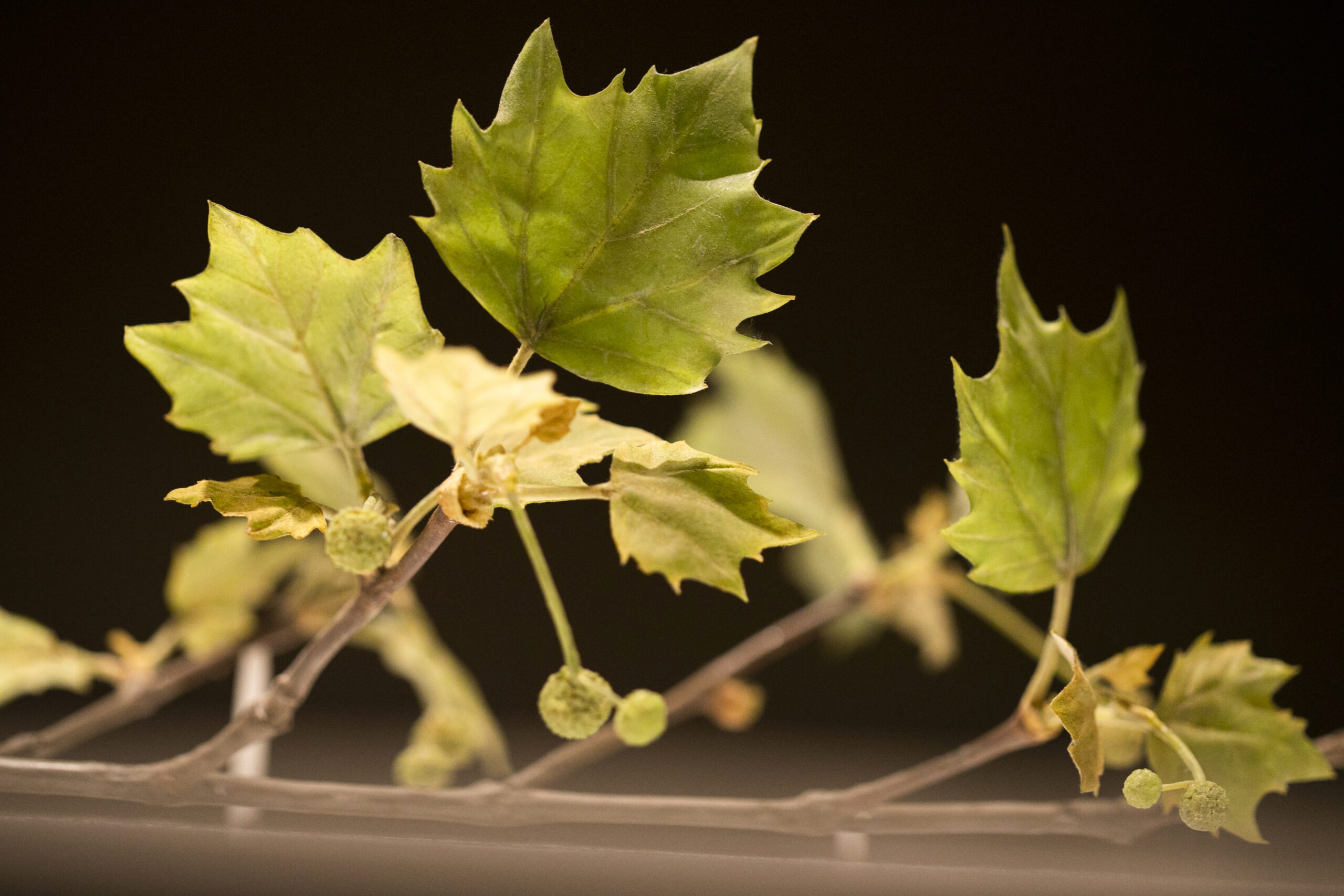 A glass grapevine