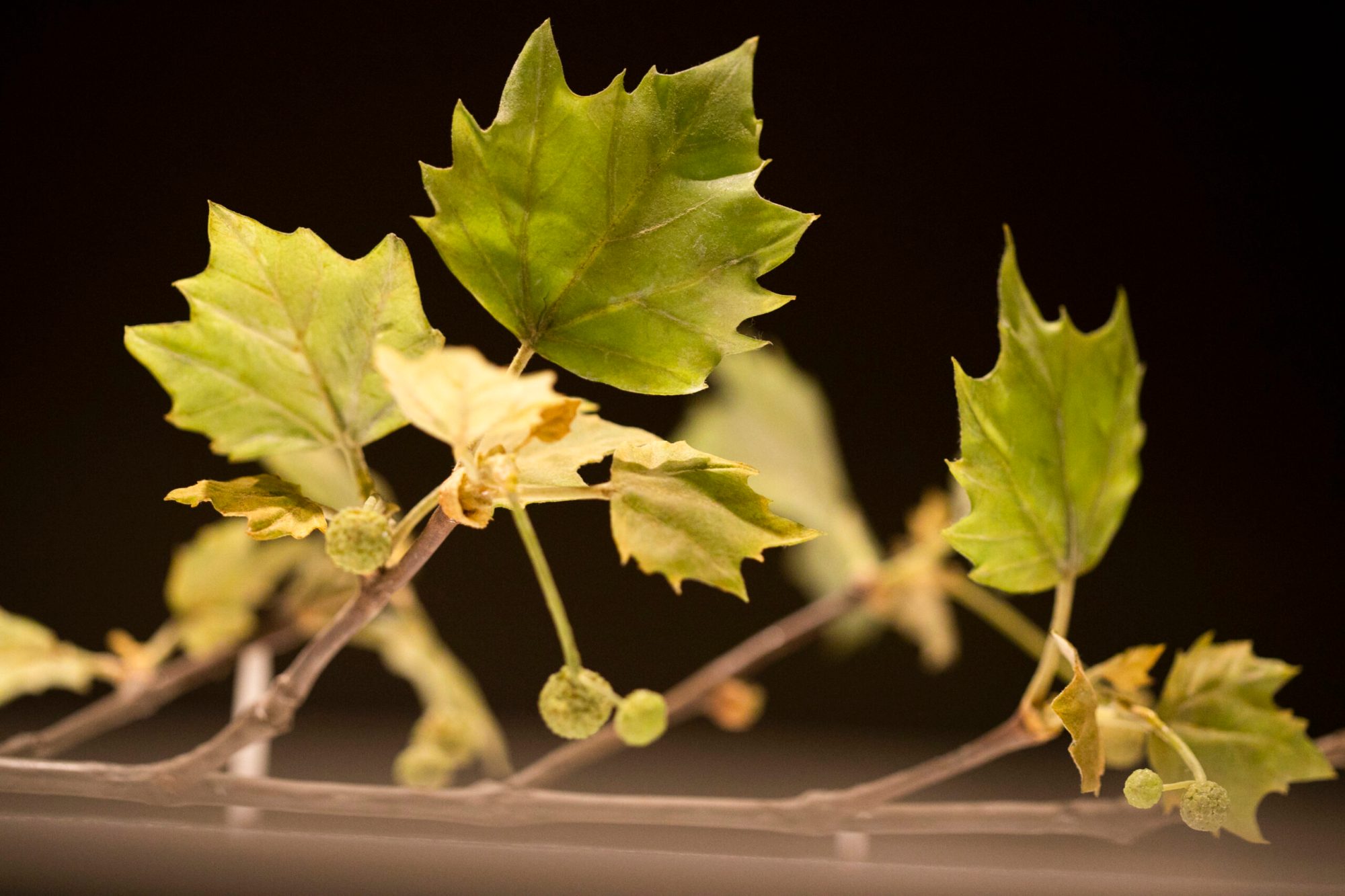 A glass grapevine