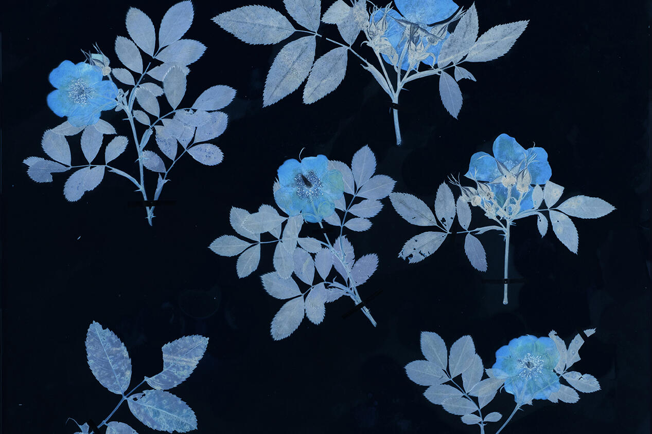 Pressed flowers that are blue on a black background