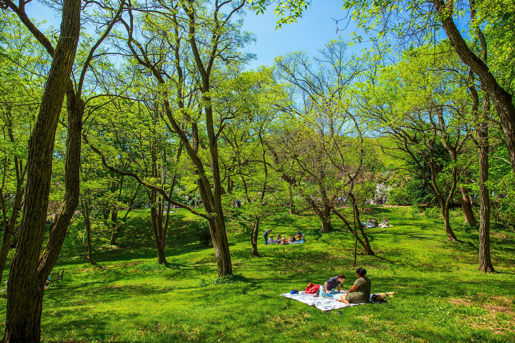 People picnic on the grass