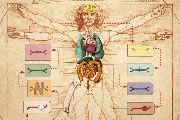 Leonardo DiVinci's man drawing, but with organ chips around him