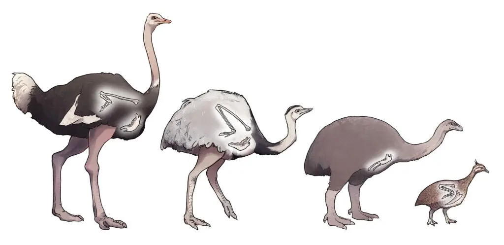 An illustration of the evolution of flightless birds