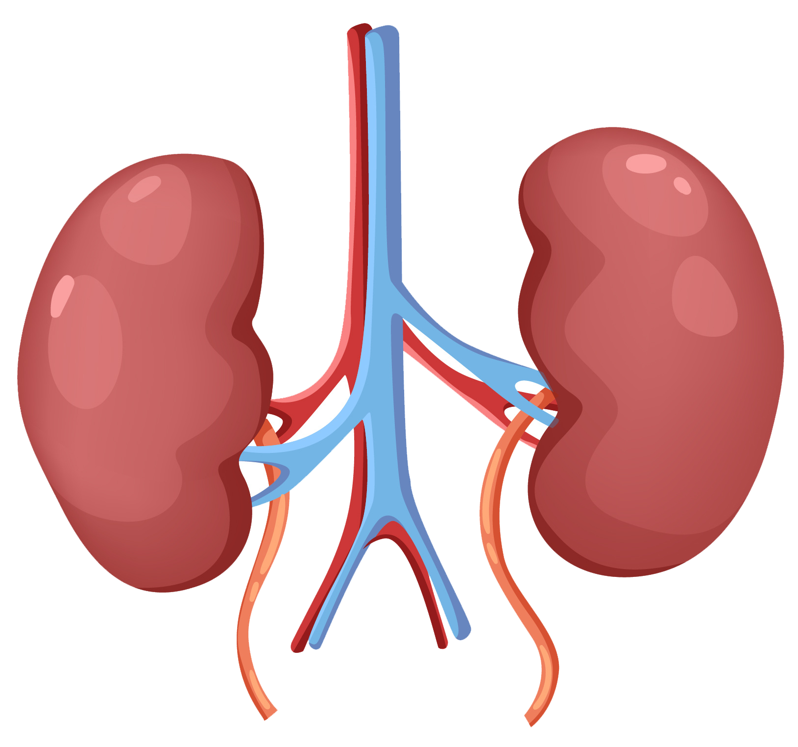 an illustration of kidneys